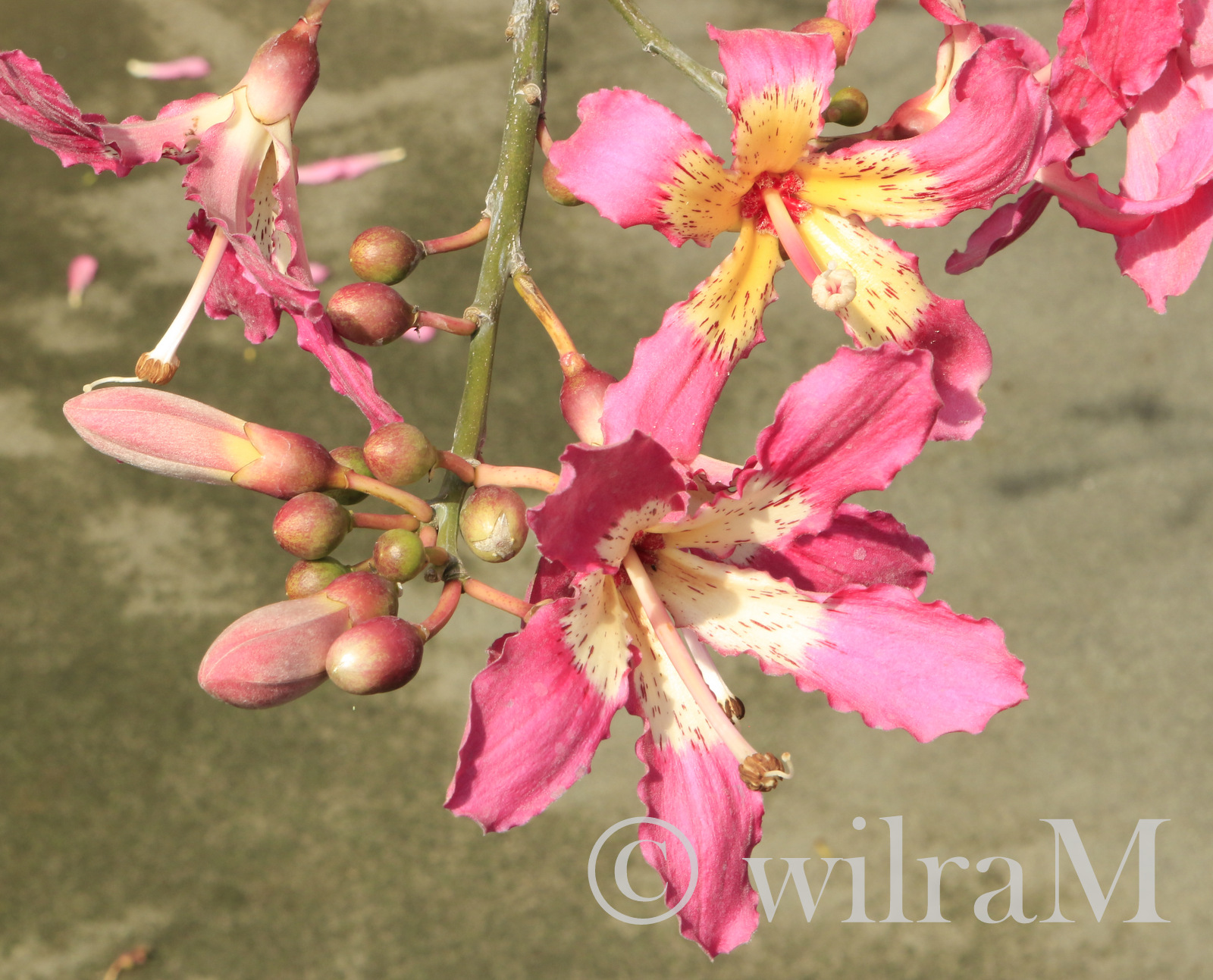Blüte vom Florettseidenbaum (Ceiba speciosa)