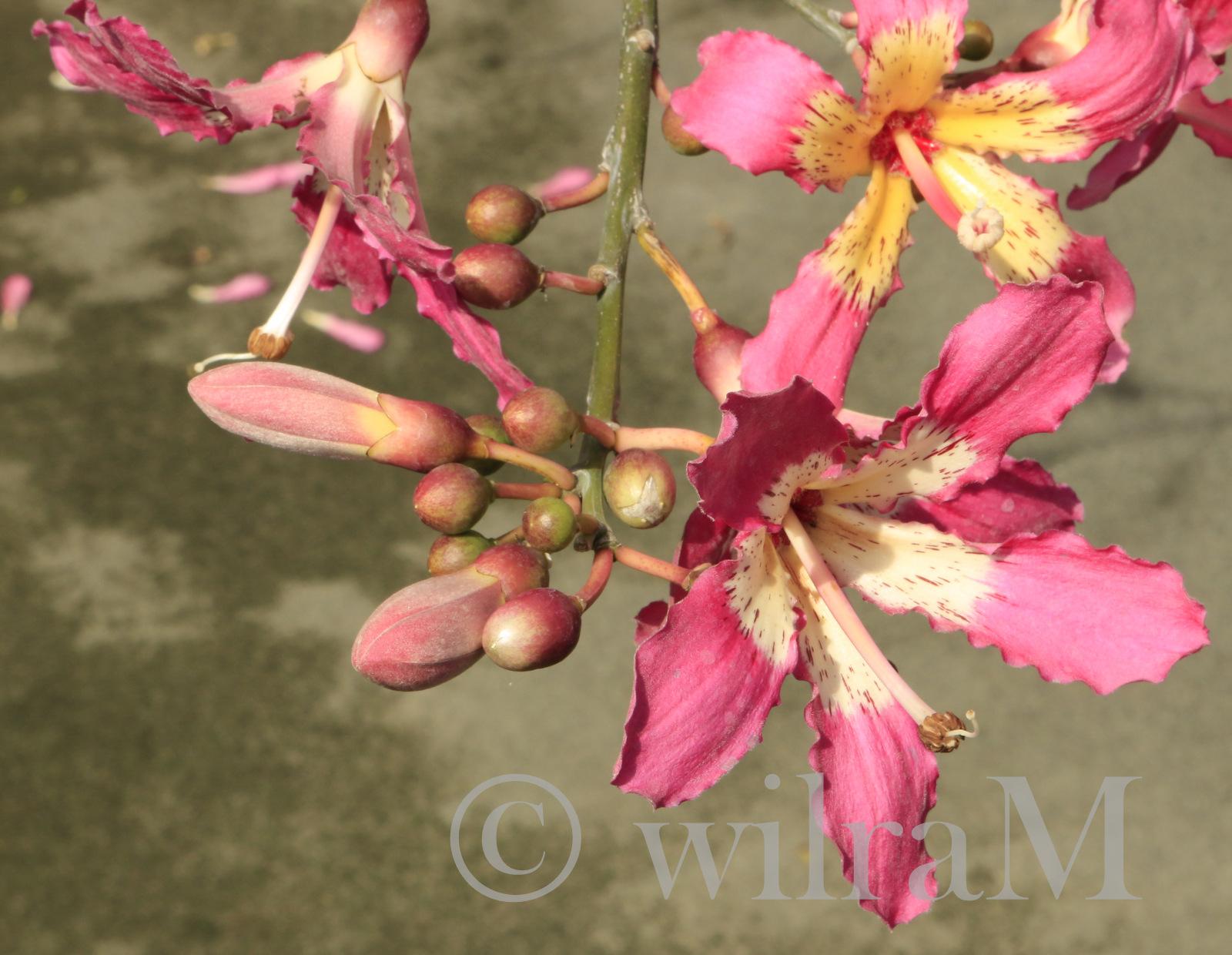 Blüten des Florettseidenbaumes (Ceiba speciosa)