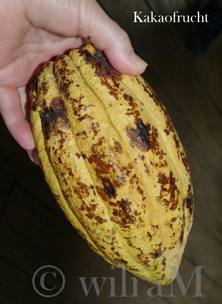 1-Kakao