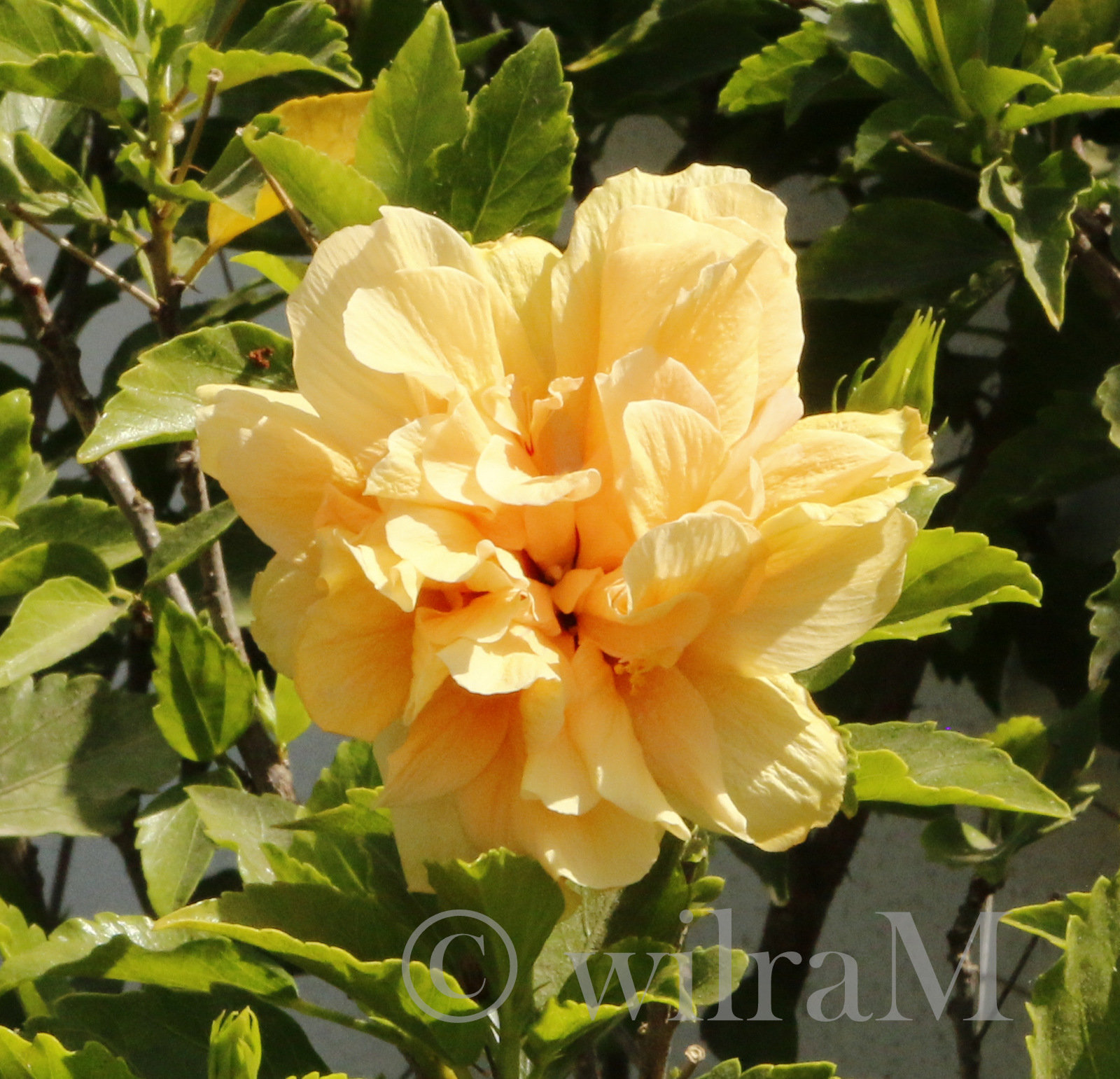 10-_mg_8677