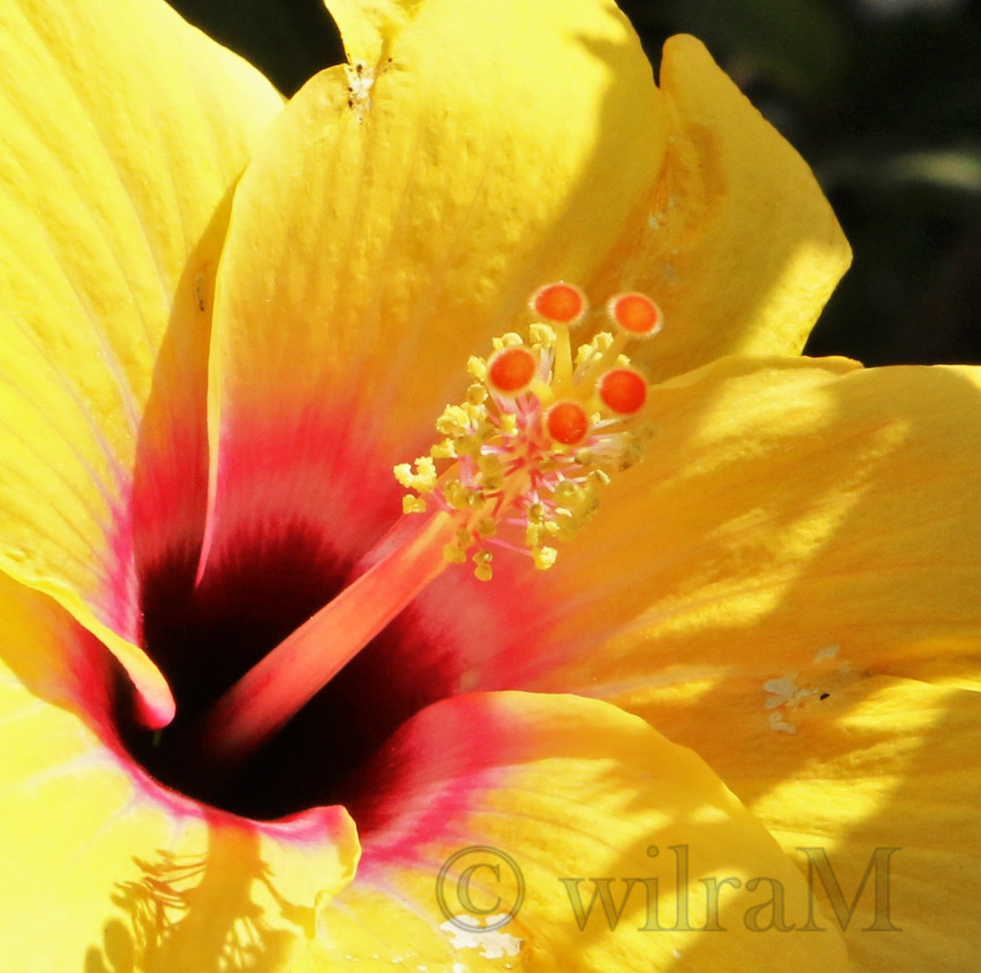 13-hibiscus-gelb