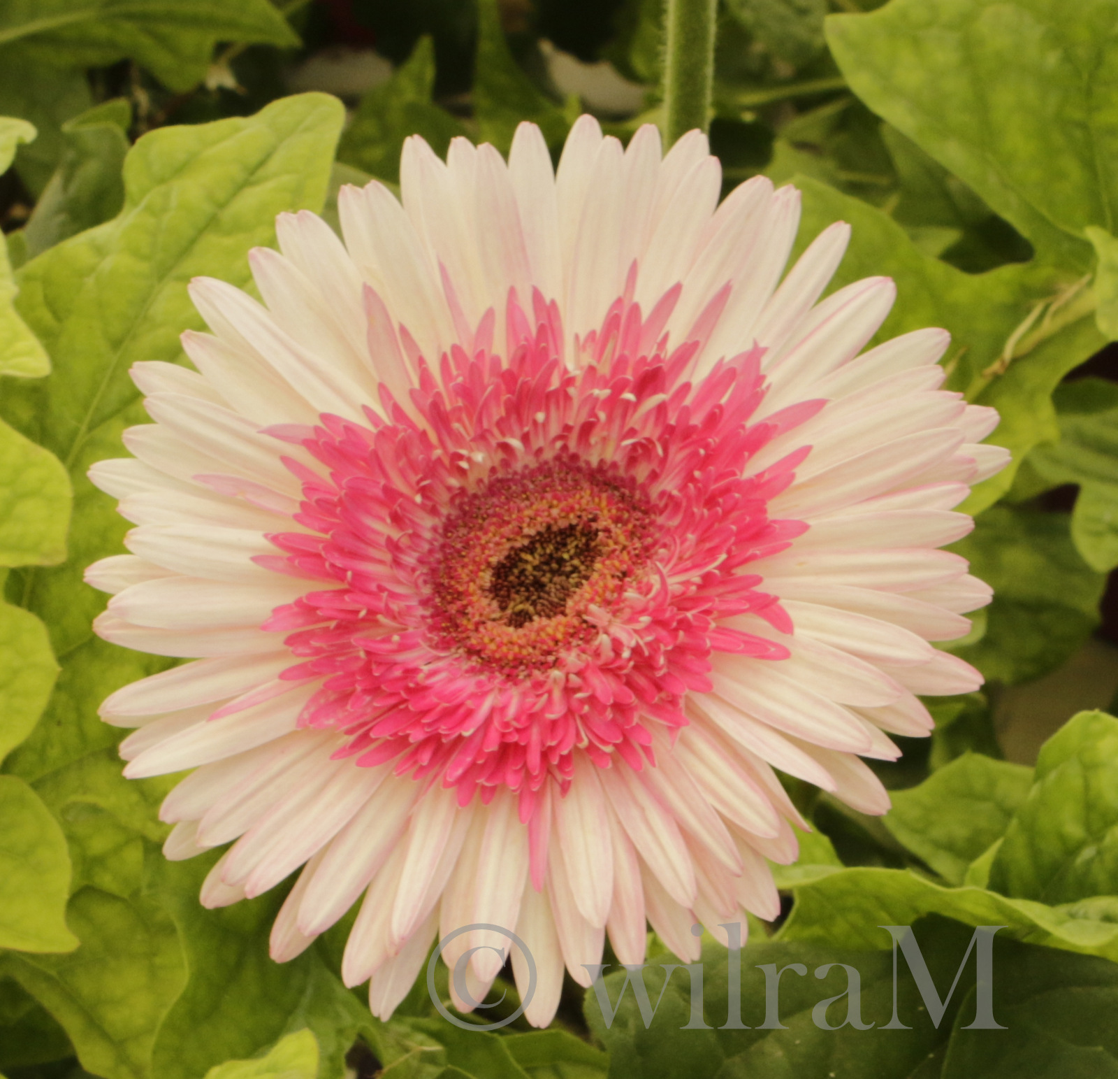 05-_mg_6674