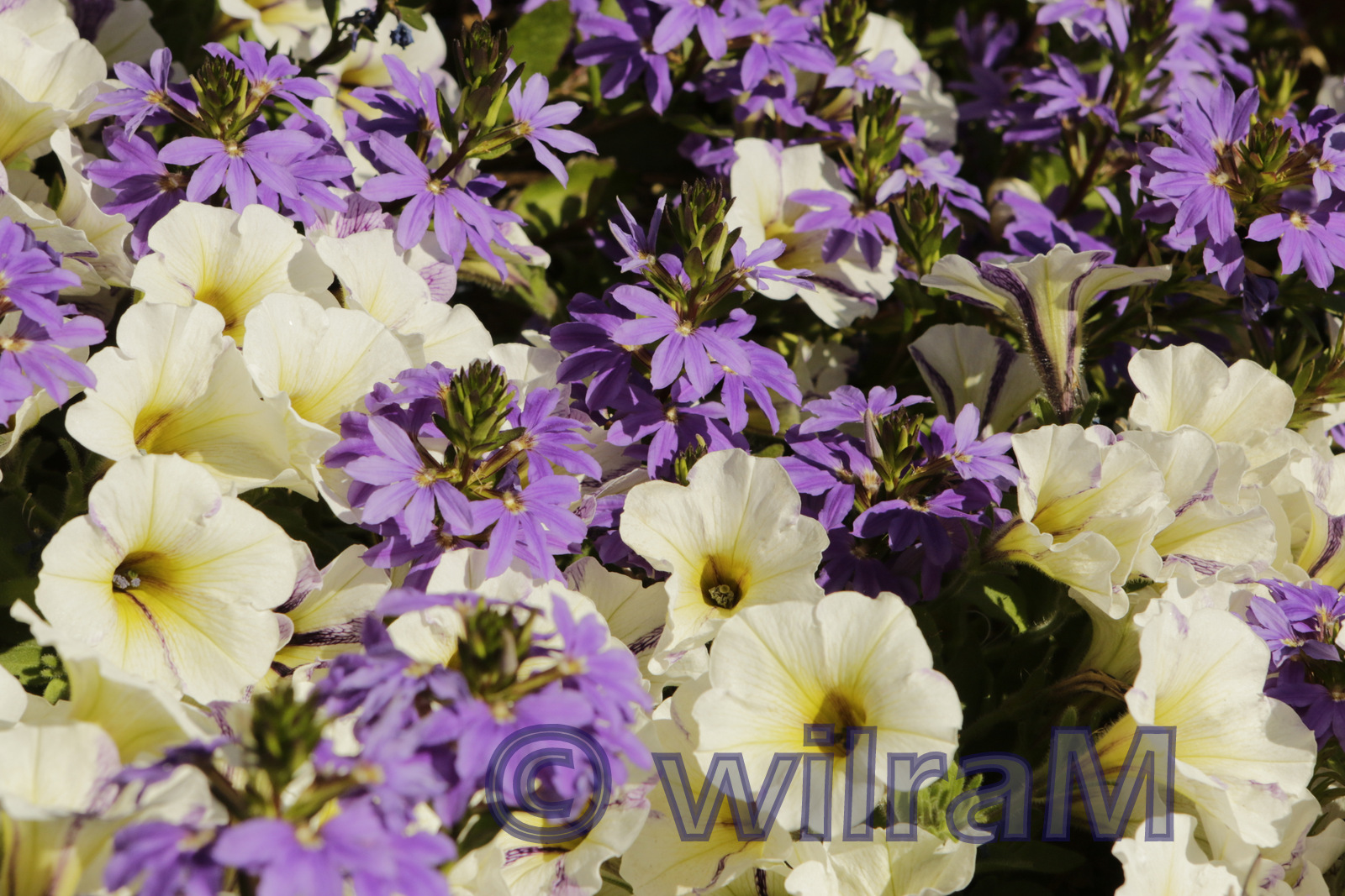 Petunien und blaue Fächerblume (Scaevola aemula)