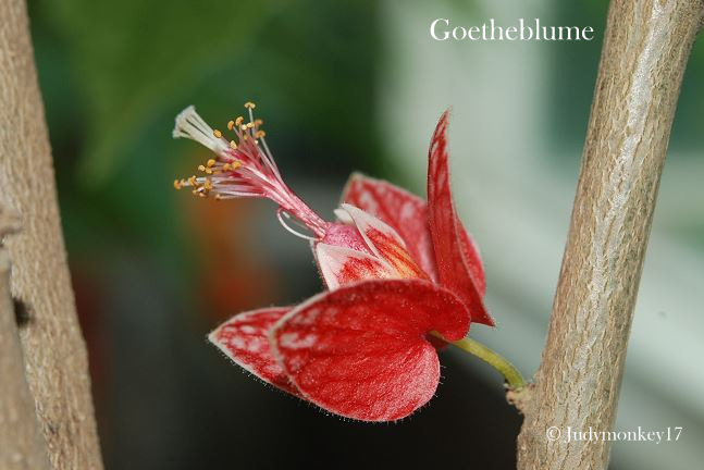 1-Goethe–Blume