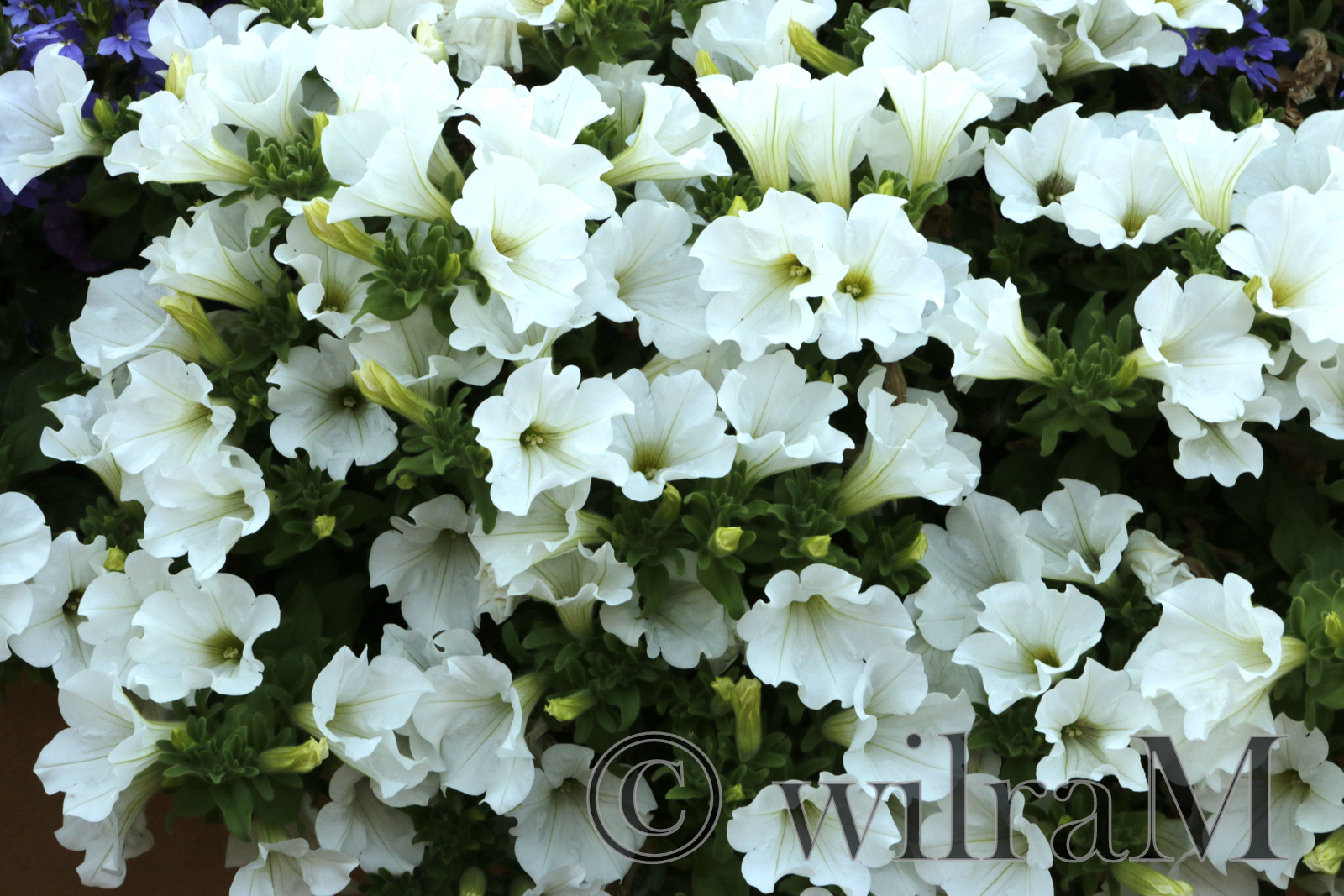 10-_MG_6320
