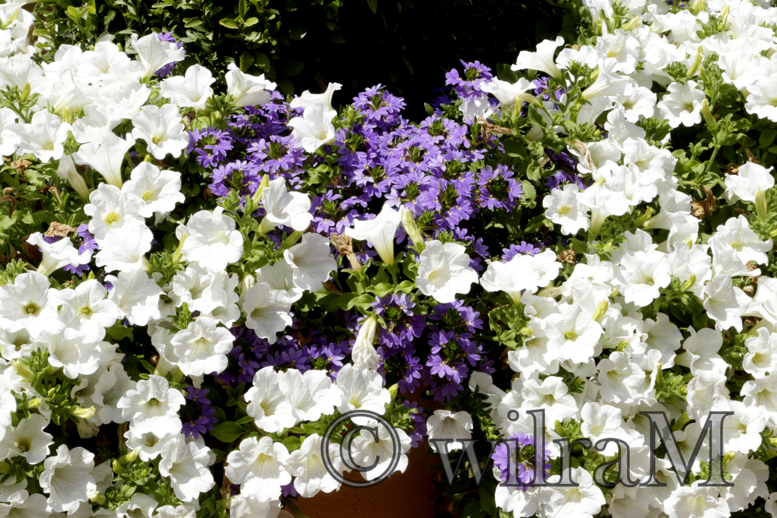 18-_MG_6879