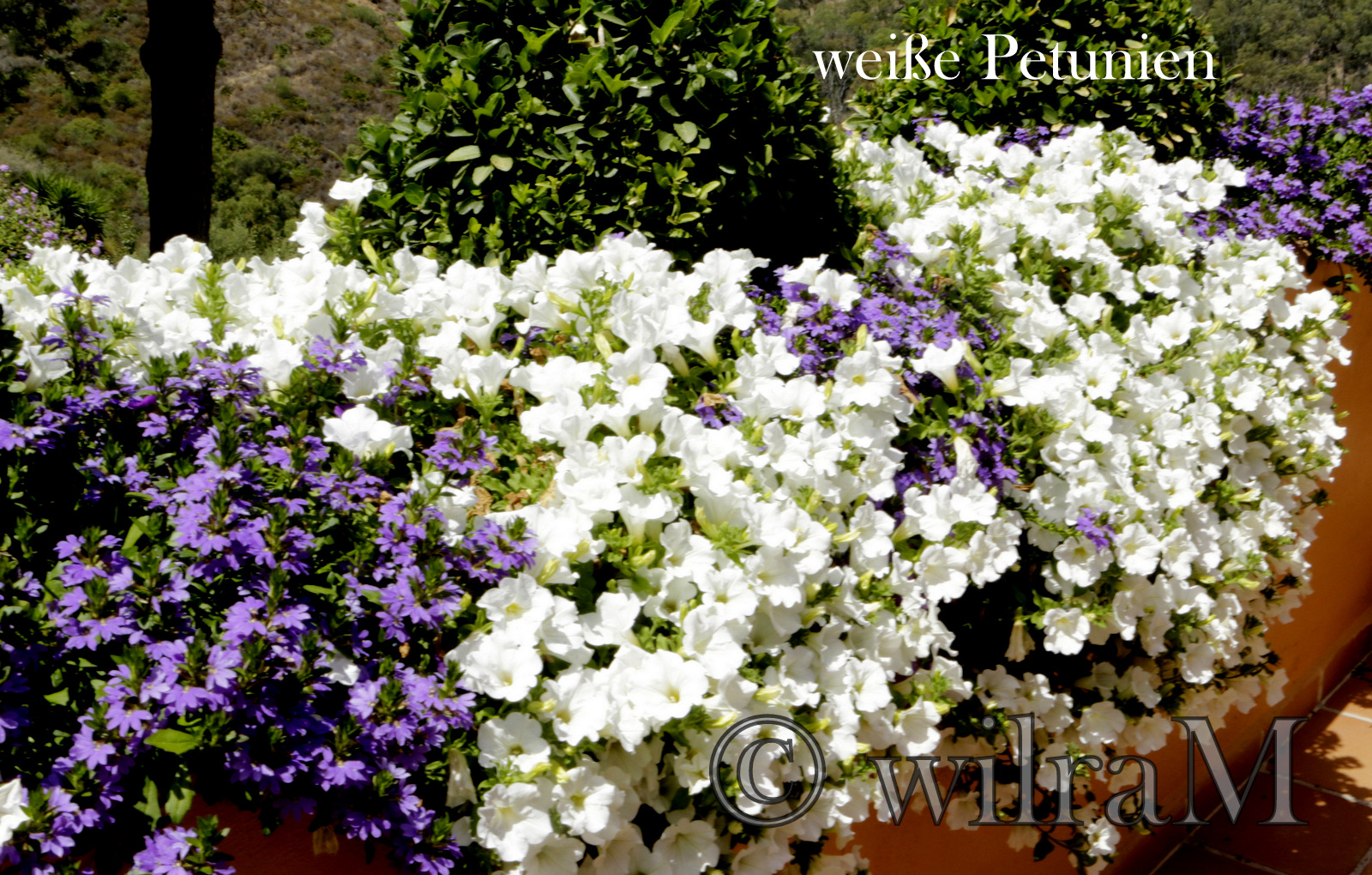Petunien