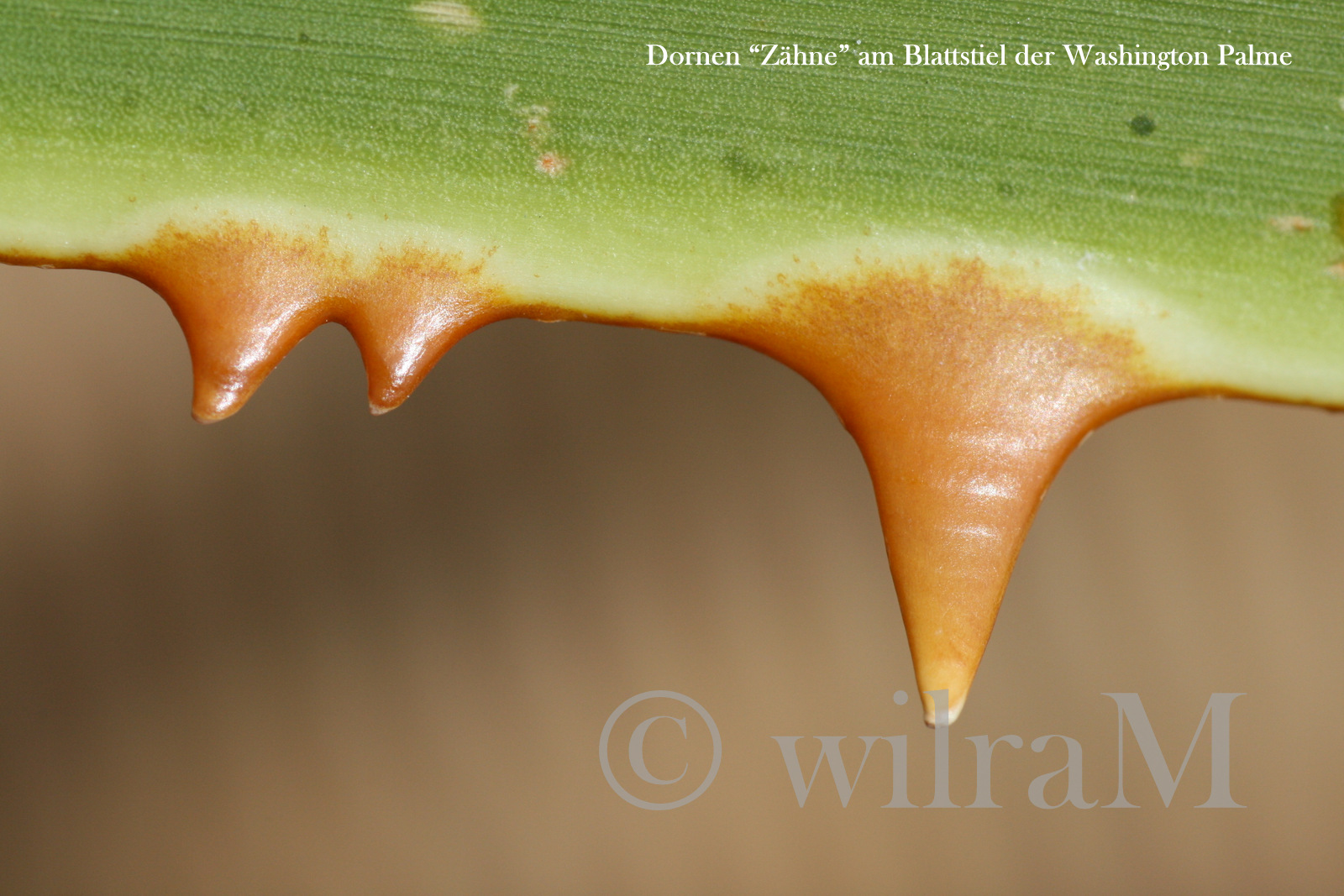 Washingtonia-Palme