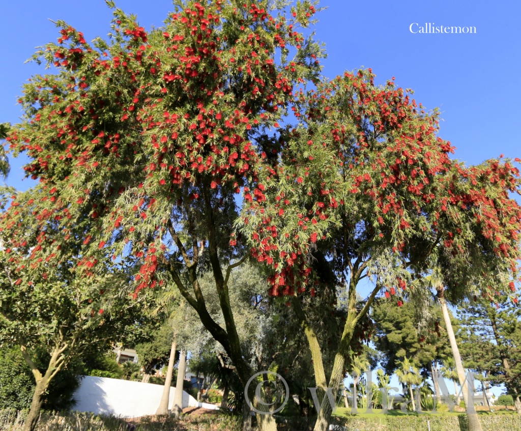 Callistemon