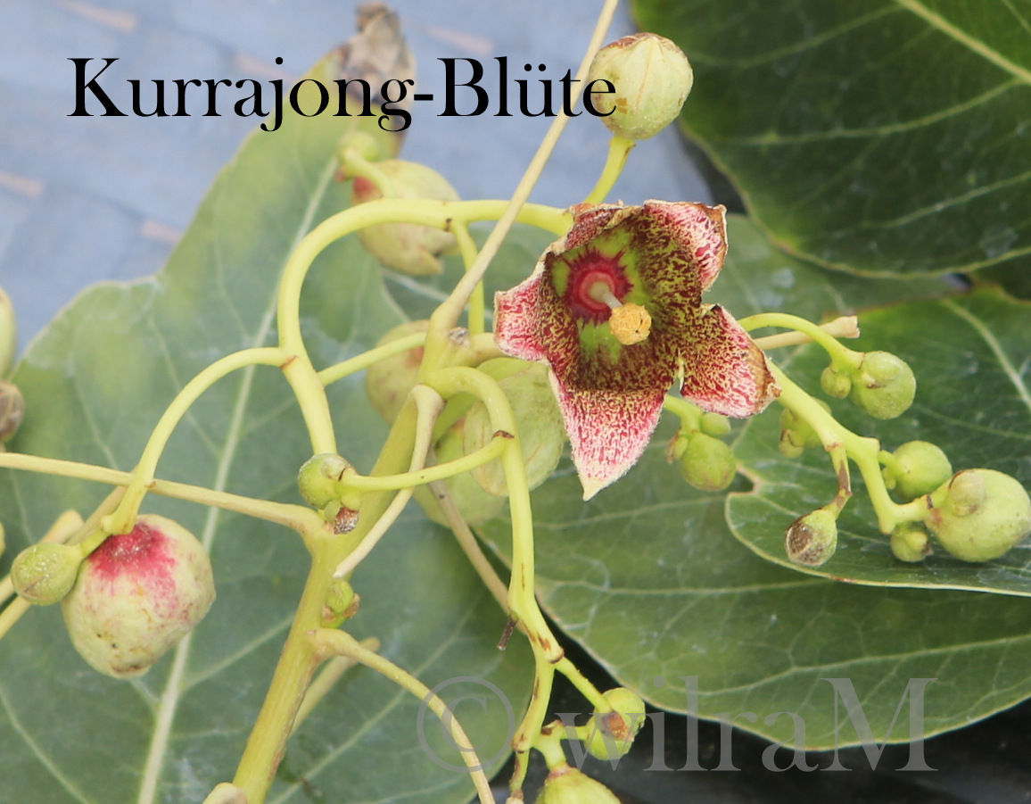 Kurrajong-Blüten