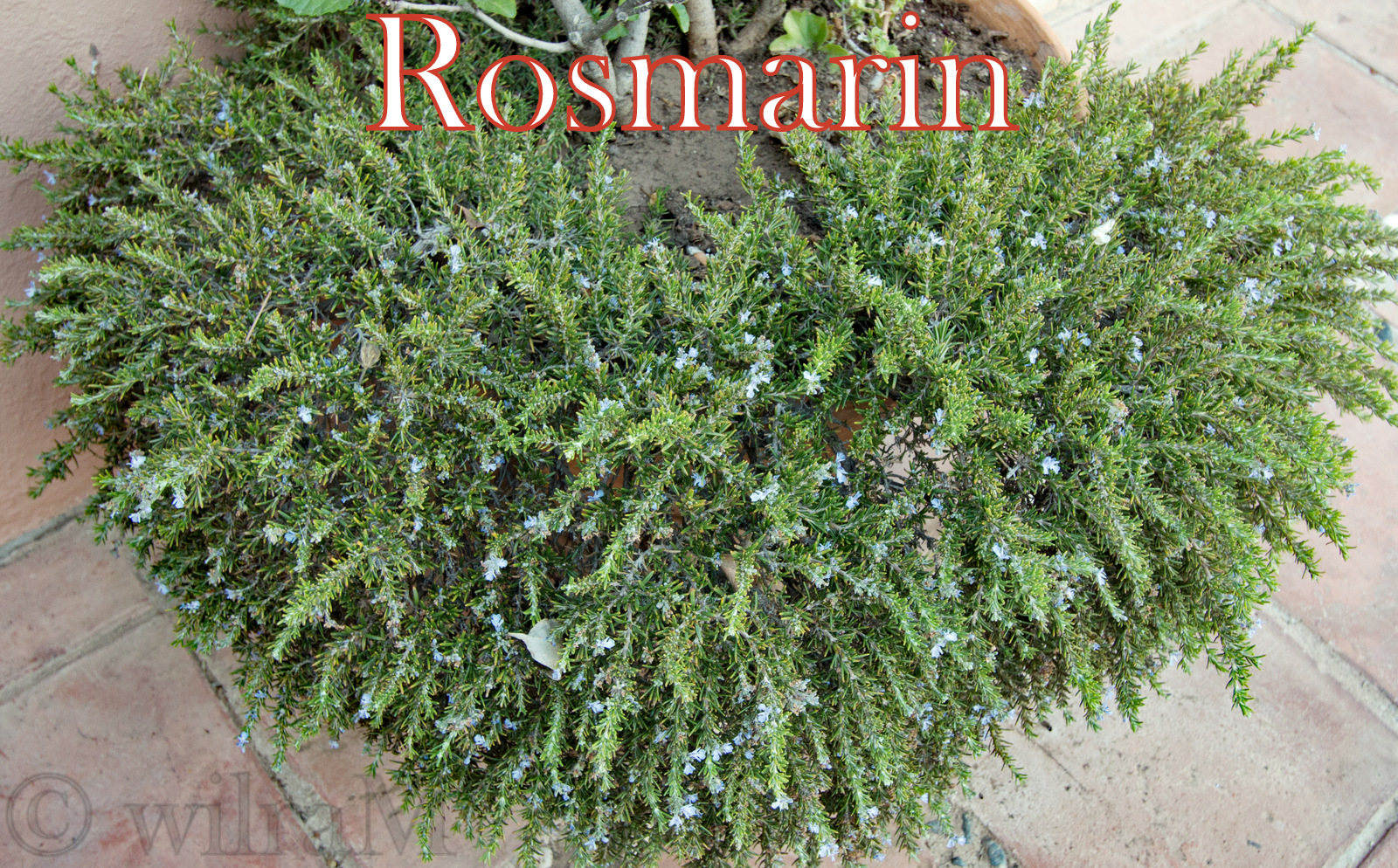 Rosmarin im Blumetopf