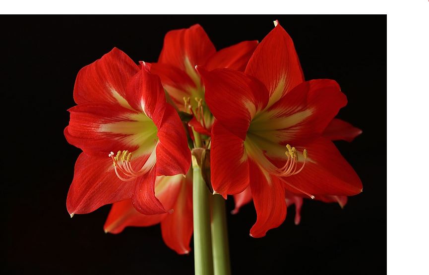 Amaryllis