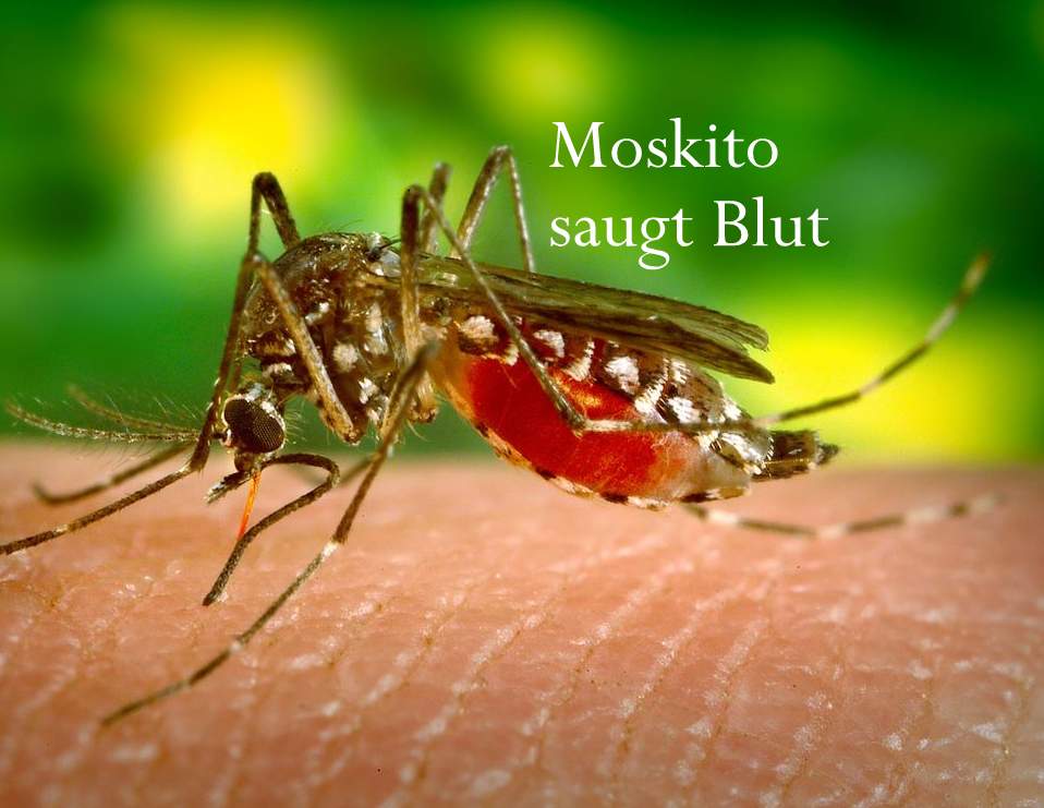 Moskito
