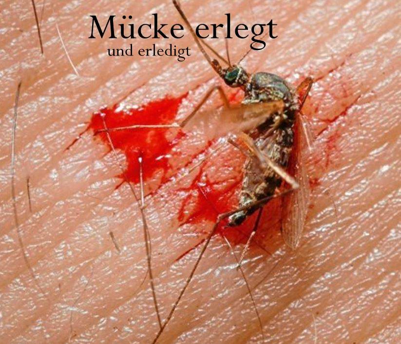 Mücke klatsch