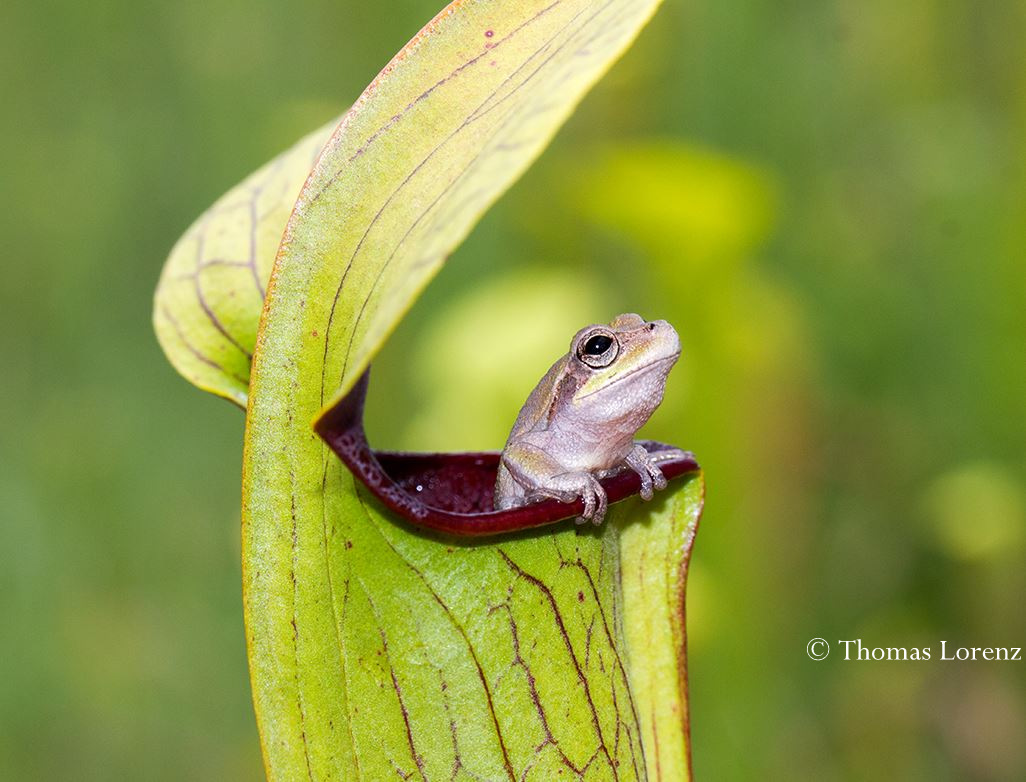 Sarracenia alata (2)