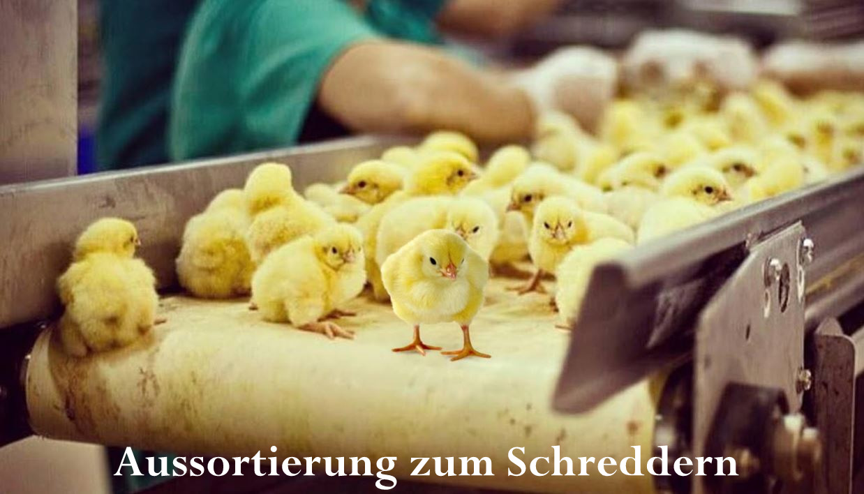 Schreddern (2)