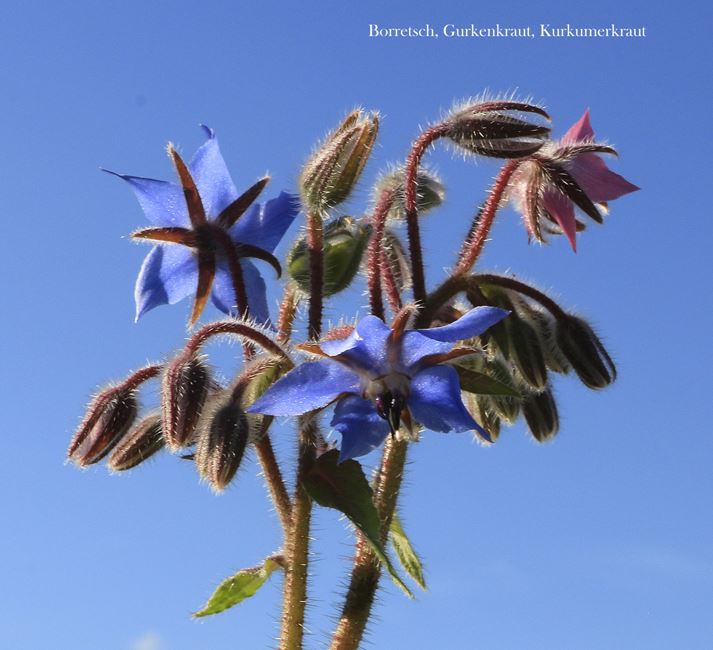 Borretsch-Startseite
