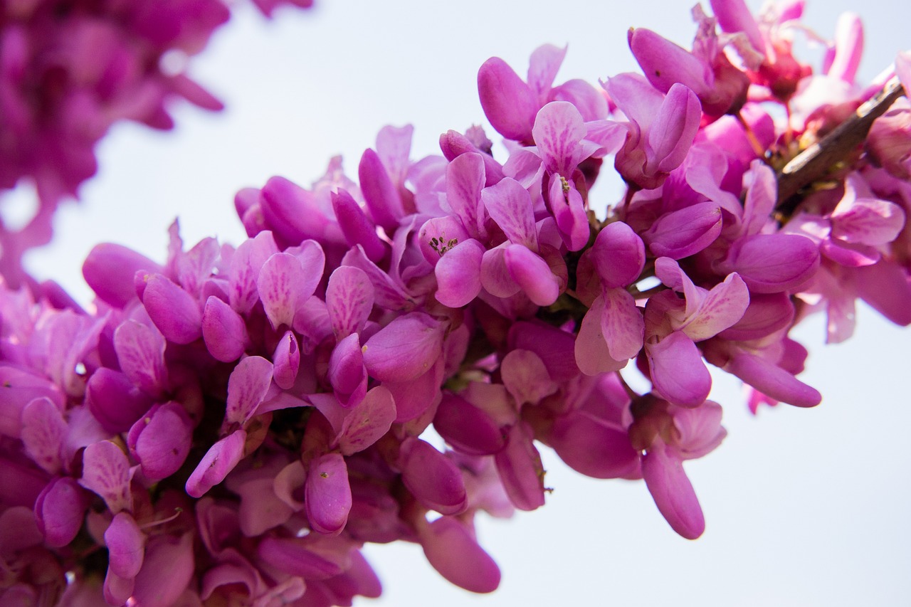 judas-tree-2222644_1280
