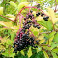 Holunderbeere