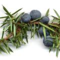 Wacholderbeeren