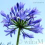 Agapanthus