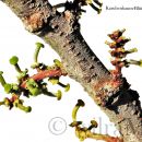 Blütenstände vom Karubenbaum