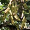 frische Schoten am Johannisbrotbaum, Algarrobo-Baum
