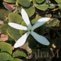Carissa-Blüte