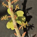 Blütenstände Algarrobobaum