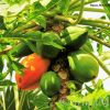 Papaya