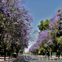 Jacaranda-Allee in Sevilla