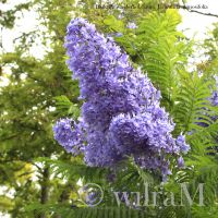 Jacaranda Jacarandablüte