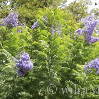 Palisanderholzbaum Palisanderholzbaum