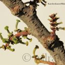 Blütenstände vom Karubenbaum