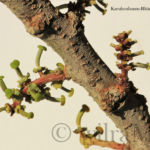 Blütenstände vom Karubenbaum