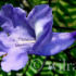 Jacarandablüte
