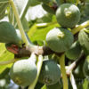 Ficus carica, Feigen