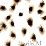 Jacaranda-Samen mit häutigen Flügeln