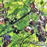 Jacaranda Samenkapseln am Baum
