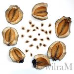 geöffnete Jacaranda - Kapselfrüchte mit häutigen Flügelsamen