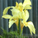 indisches Blumenrohr
