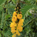 Senna alata