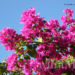 Bougainvillea