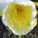 Drachenfruchtblüte