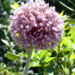 Knoblauchblüte