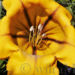 Campsis