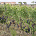Weinberg