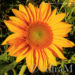 Sonnenblume