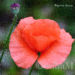 Mohnblume
