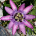 Passionsblume